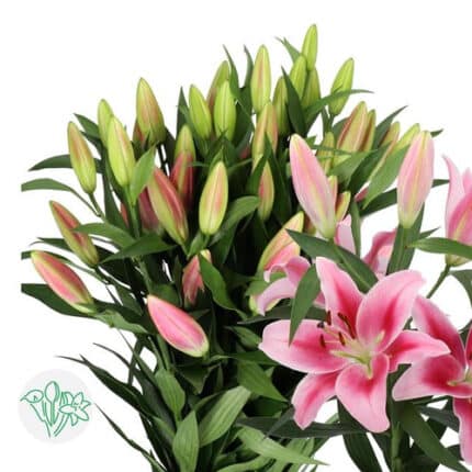 Lily Dalian holl