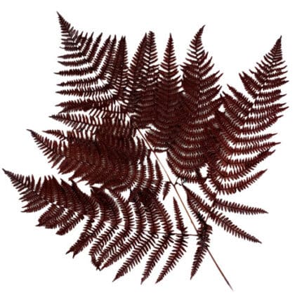 Dried Leatherleaf Burgundy hol