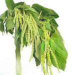 Amaranthus Green Hanging  toscana