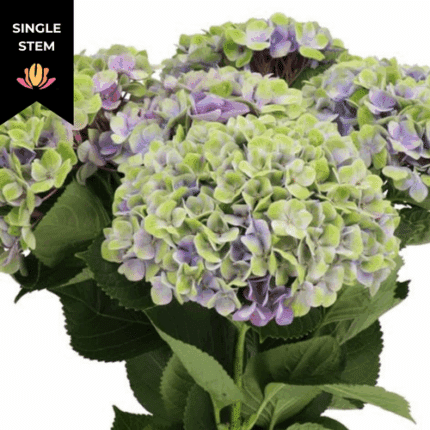 Hydrangea Classical Magical Amethyst