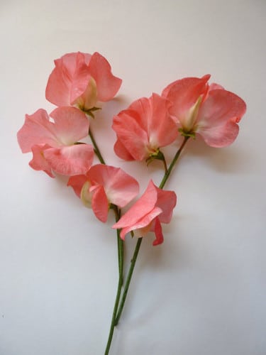 Sweet Pea Salmon by