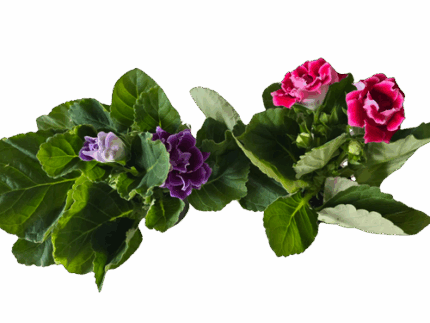 5" Gloxinia