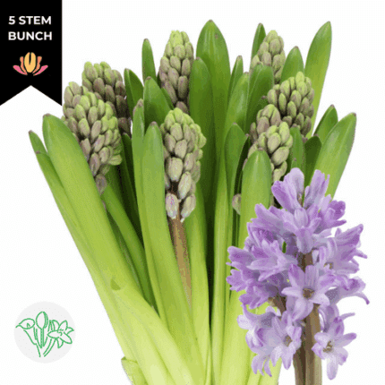 Hyacinth PurpleStar holl