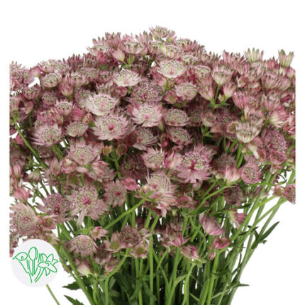 Astrantia Star of Africa holl