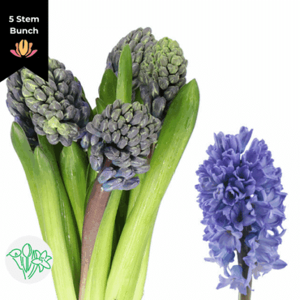 Hyacinth Blue Star holl