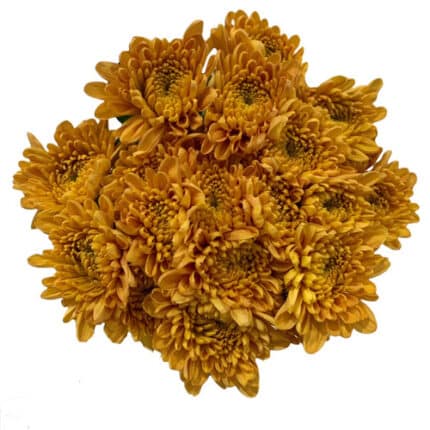 Pom Nov. Holanda bscotch gdns