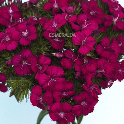 Dianthus neon cherry x esmer