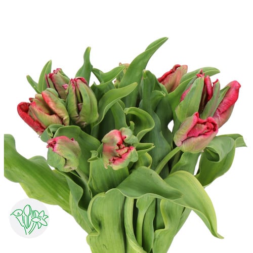 7d9de167-e21e-4003-9b77-6b2439d9b04c.jpg Tulip Red Madonna Parrot holl - Image 1