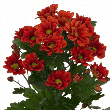 Pom Daisy Bronze Asst(12case)s