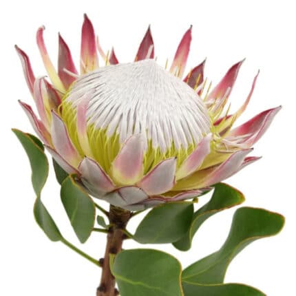 Protea King tutuli(STEM)