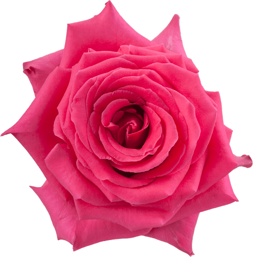 7da8b3fe-7183-48b3-a556-a79f38b7d206.png Rose Full Monty 50cm naranjo - Image 1