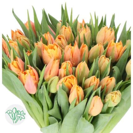 Tulip Dbl Summersun holl