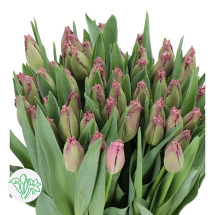 Tulip Frill Lavender holl