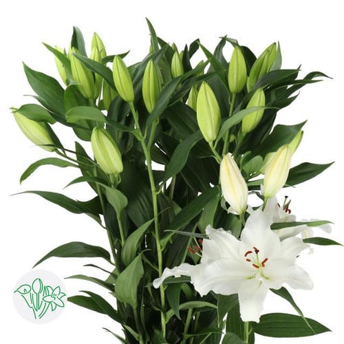 7dbcddc3-76ed-4ce0-9fd4-722d6db17686.jpg Lily Signum holl 2bl - Image 1