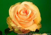 FINESSE 40 florisma (12)