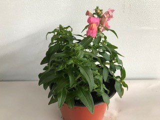 6" POTTED SNAPS