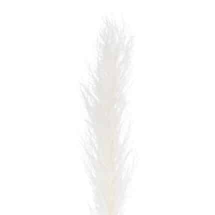 Dried Pampass White preserved(5st)