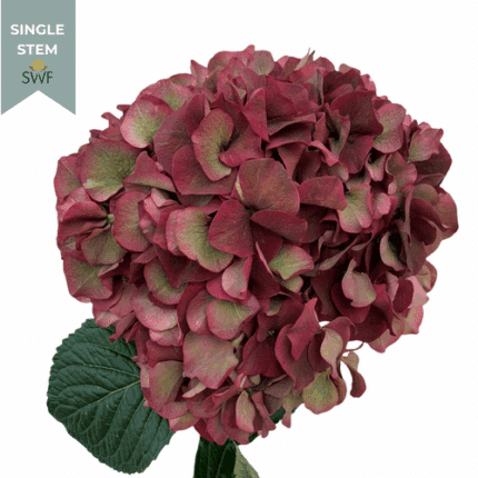 Hydrangea Ruby Classic holl(ST)