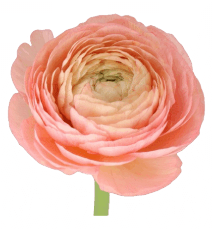 Ranunculus Cloni Success Vener