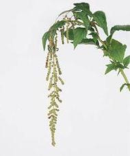 Amaranthus Hang Green aviv