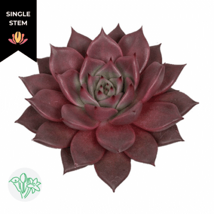 Succulent Taurus holl 9cm (STEM)