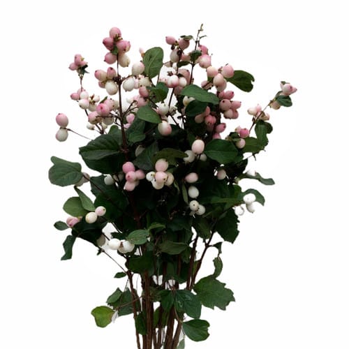 7e05c109-6a2c-4541-8a96-69def88188e5.jpg Snowberry Mag Mandy holl - Image 1