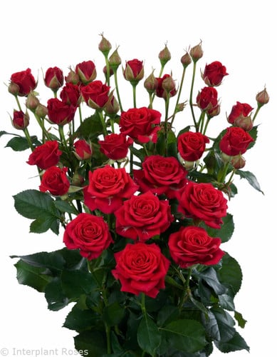 RoseSpray Mirabel by