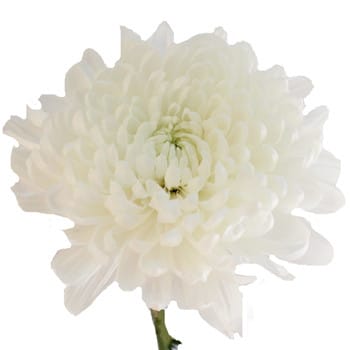 Mum Football White bella
