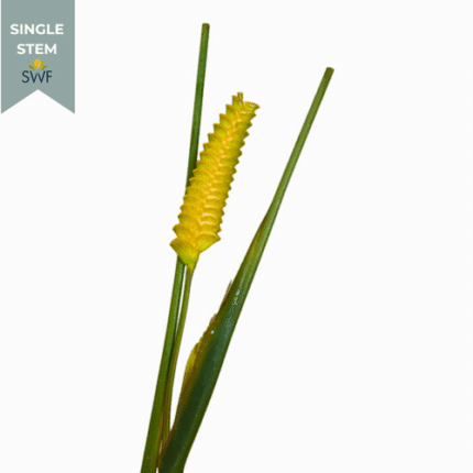 Calathea Rattlesnake evergreen