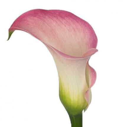 Calla Captain Alma holl
