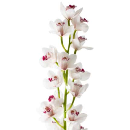 Cymbidium White national(STEM)