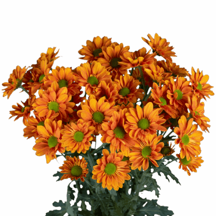 Pom Daisy Force RIO