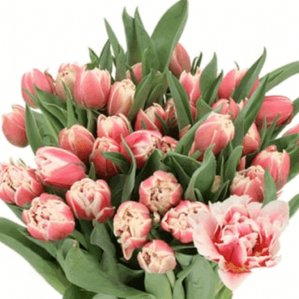 Tulip Double Innocence holl