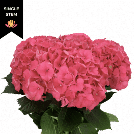 Hydrangea Rodeo Pink holl(STEM)
