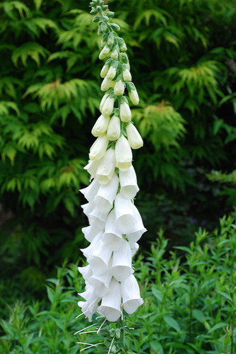 Foxglove White camflor