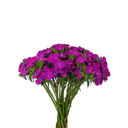 Dianthus Purple a&m