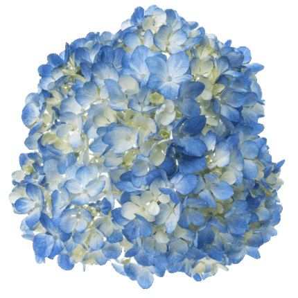 Hydrangea Blue gro(st)