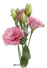 Lisianthus dbl Pink w/pk var