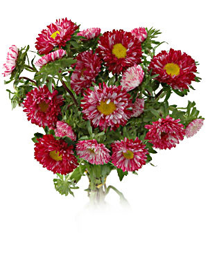 Aster Matsu Red White s.v.