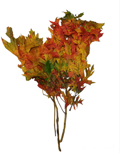 Leaves Harvestone Oak 8oz