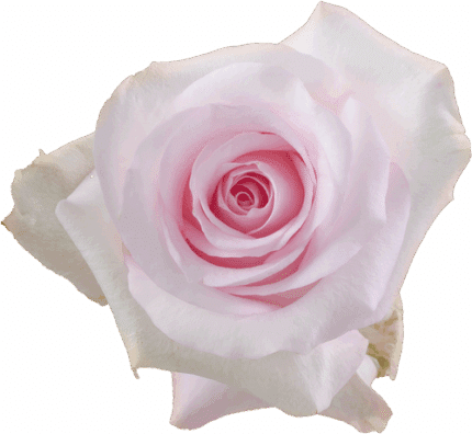 Rose SweetAkito 50cm rprima