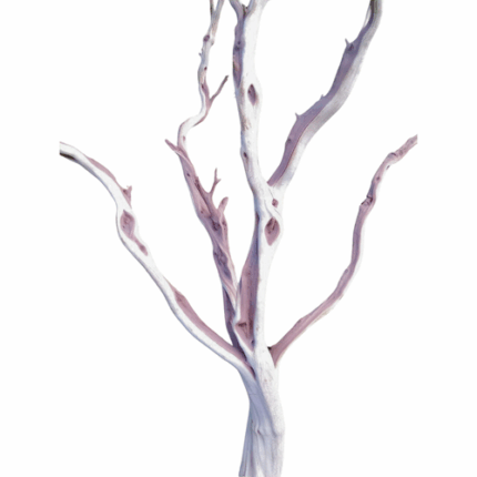 Manzanita 48" oregon