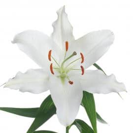 Lily Premium Blonde o.b. 3bl