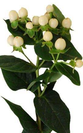 Hypericum CoolRomance 70cm flc