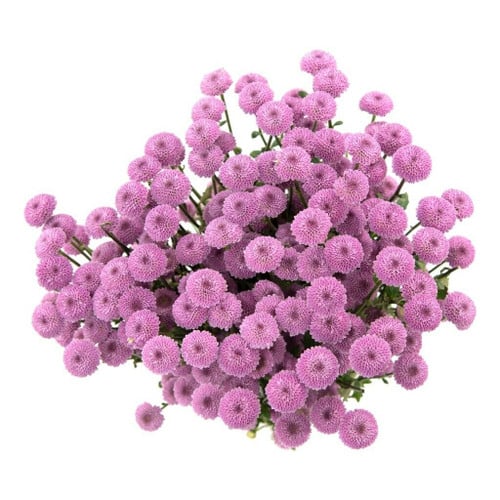 7ea40d76-cd61-41a2-956e-37e9ed2250fb.jpg Pom Button Pink fresca - Image 1