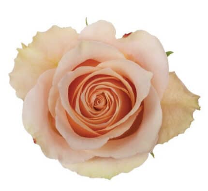 Rose Primavera 40cm rfi