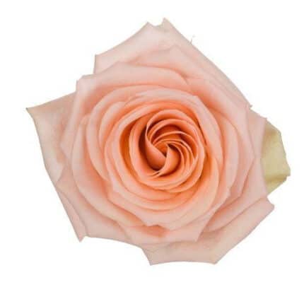 Rose Tiffany 70cm rprima