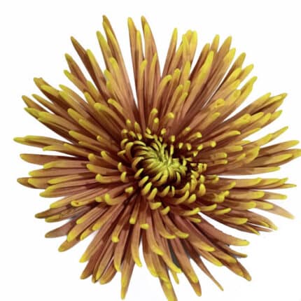 Mum Delistar Bronze Yell tip s