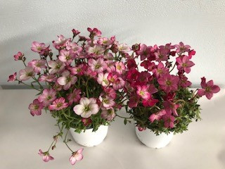 4" SAXIFRAGA