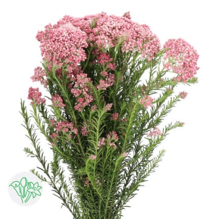 Rice flower Pink Paradise